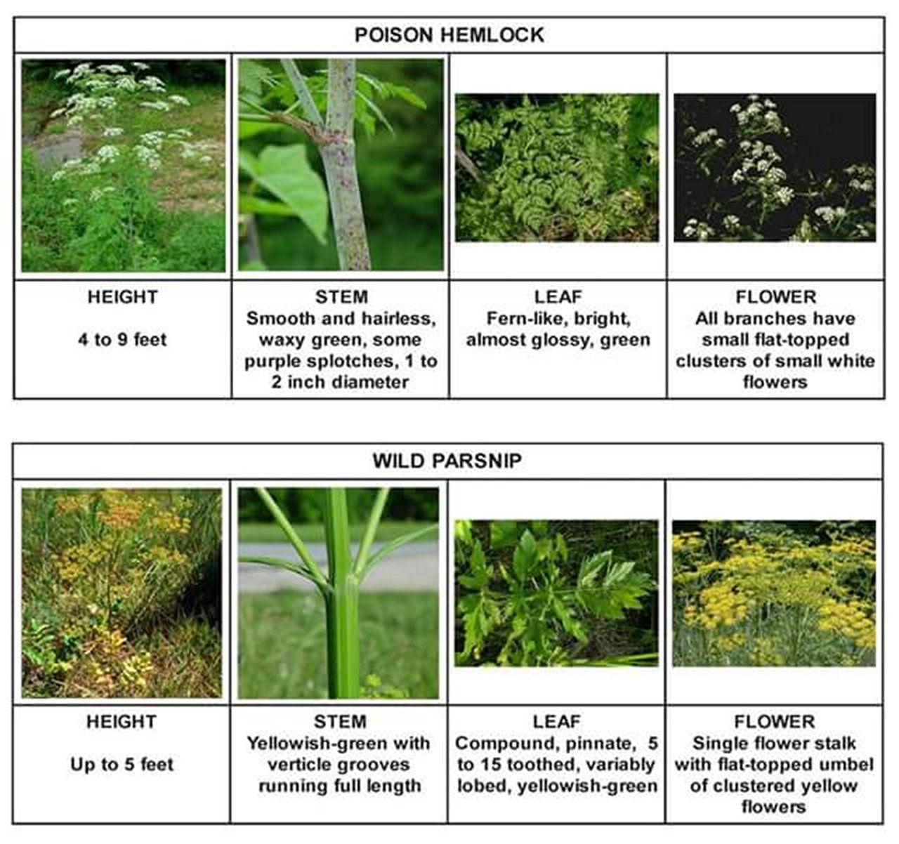 Difference between Poison Hemlock and Wild Parsnip