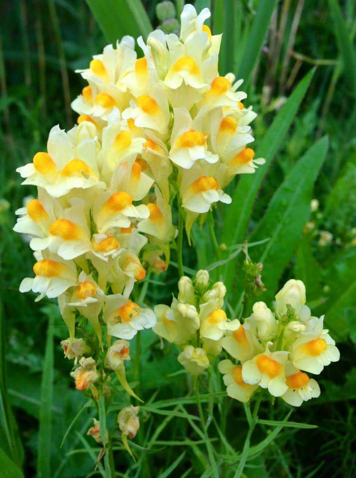 Toadflax (Butter and Eggs) - Linaria vulgaris