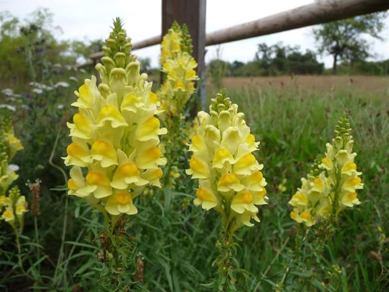 Toadflax (Butter and Eggs) - Linaria vulgaris