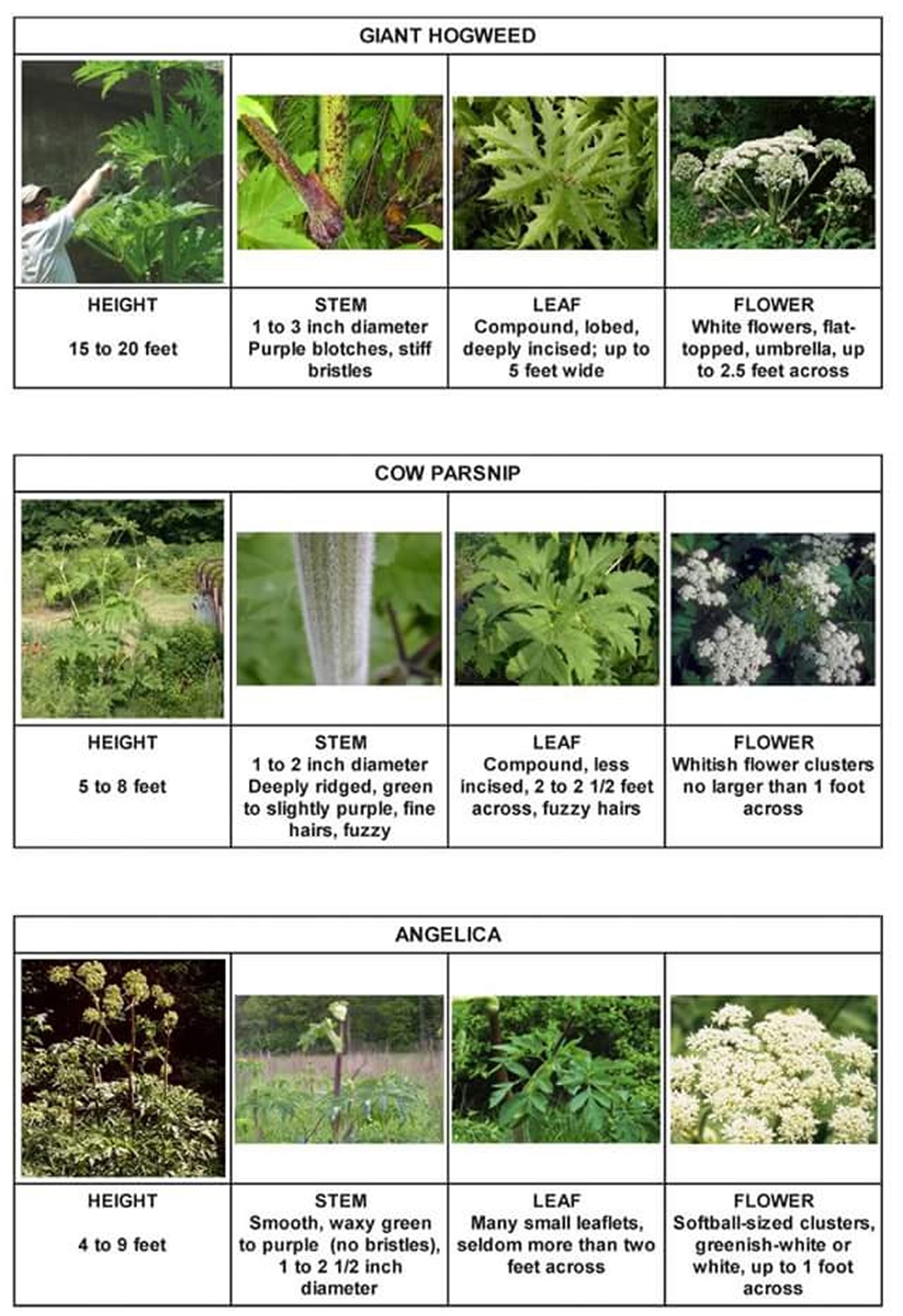 How to tell the difference between Hogweed, Cow Parsnip and Angelica.
